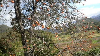 柿の木.JPG