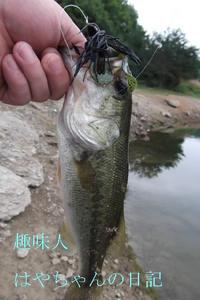 2011.9.1 ラバージグ.JPG