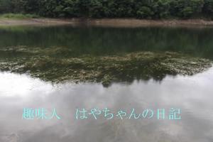 熊野ワンドのウイード.JPG